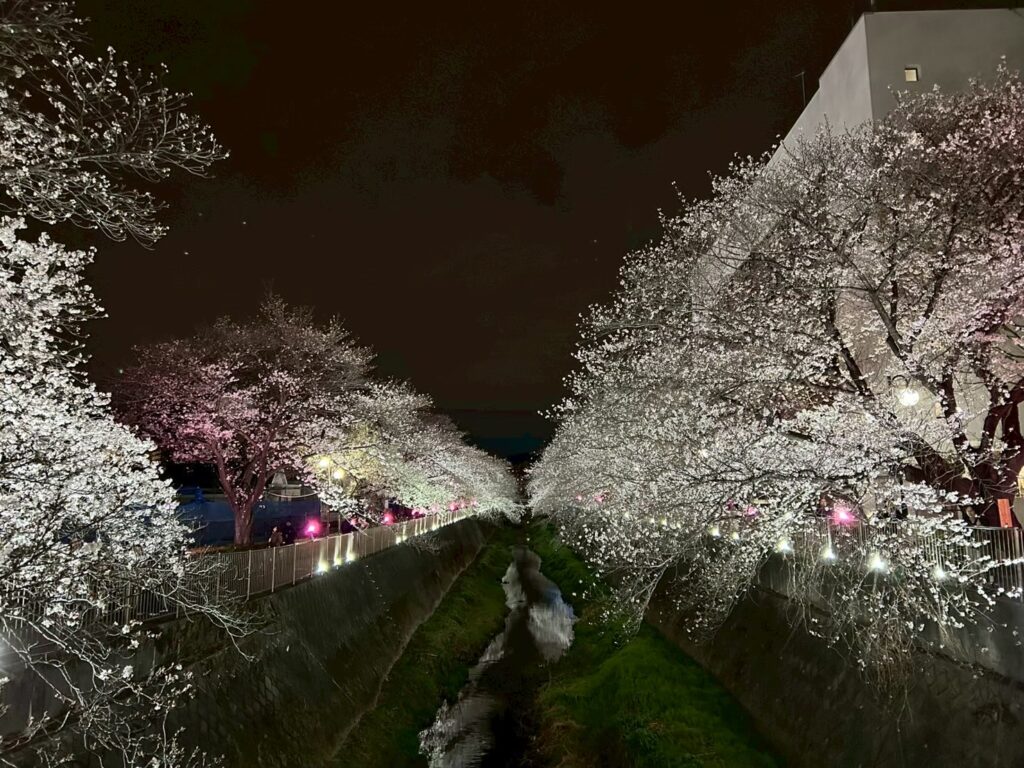 三沢川_桜_稲城のミカタ