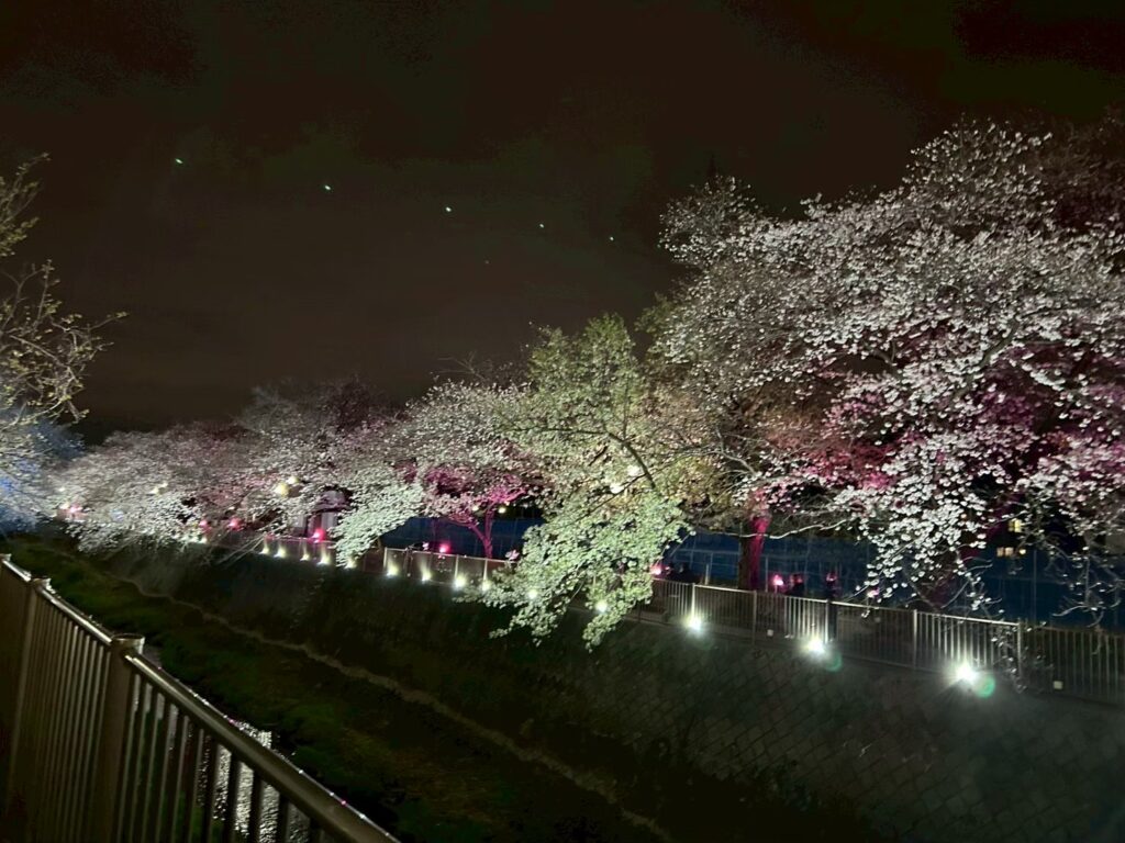 三沢川_桜_稲城のミカタ