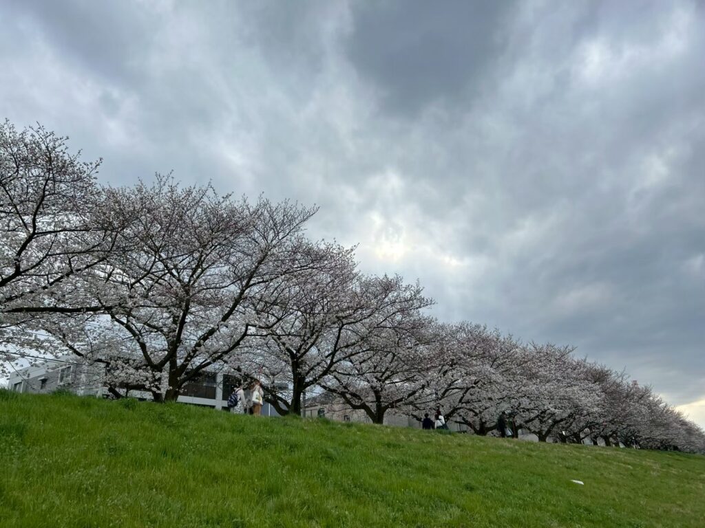 多摩川サイクリングロード_桜_稲城のミカタ