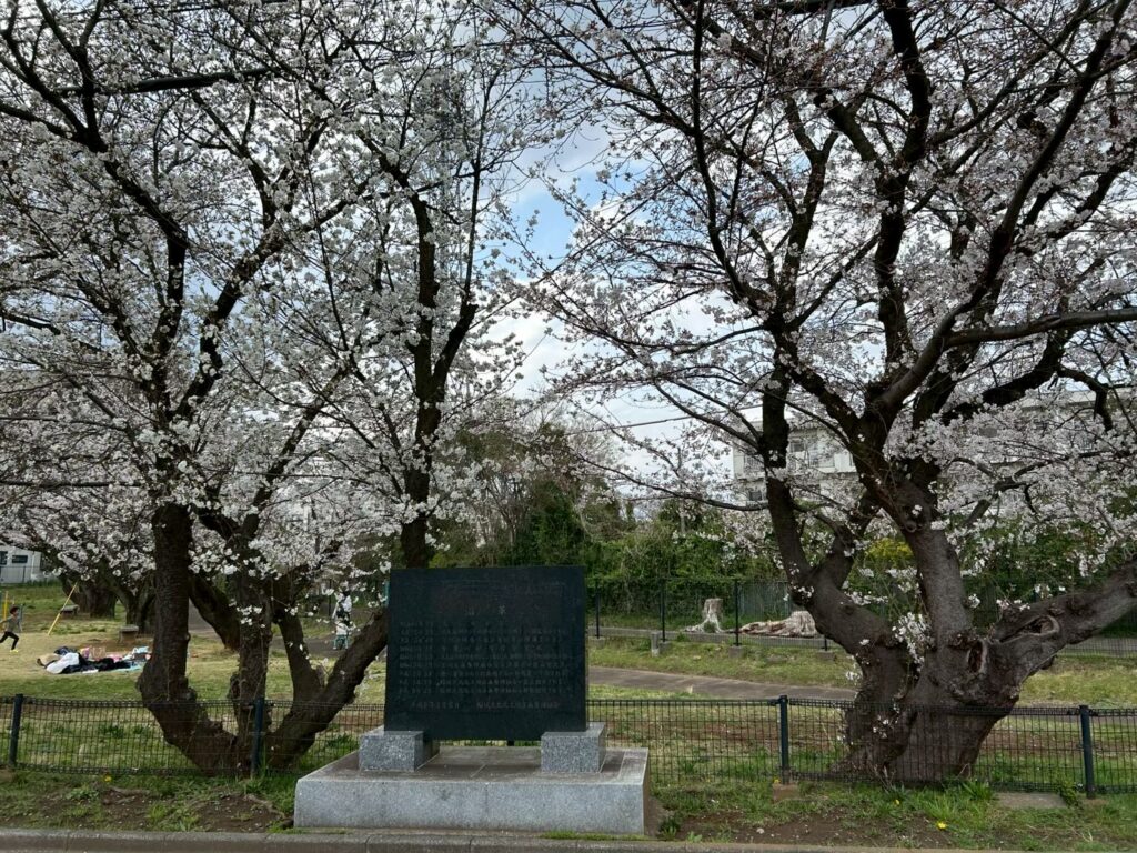 大丸河原方児童公園 桜 稲城のミカタ