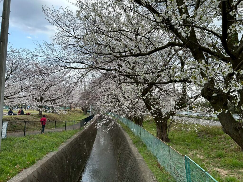 稲城北緑地公園 桜 稲城のミカタ
